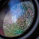 How to Inspect a Used Lens for Dust and Fungus Effectively