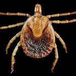 Tick prevention for cats keeps your feline safe