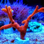 coral pillows outdoor Elevate Your Outdoor Experience