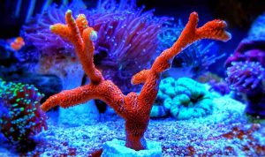 coral pillows outdoor Elevate Your Outdoor Experience coral pillows outdoor Elevate Your Outdoor Experience