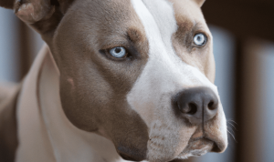 Blue Rocking Chair Outdoor For Your Perfect Retreat Blue Rocking Chair Outdoor For Your Perfect Retreat