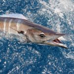 Wahoo KICKR – Smart Indoor Bike Trainer – Wahoo