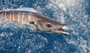 Wahoo KICKR – Smart Indoor Bike Trainer – Wahoo