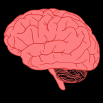 Brain stimulation toys for pets enhance playtime fun