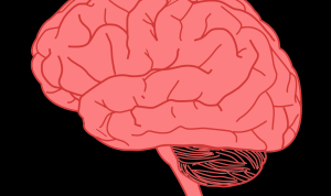 Brain stimulation toys for pets enhance playtime fun Brain stimulation toys for pets enhance playtime fun