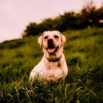 Pet Stain Remover Ultimate Solutions for Your Home