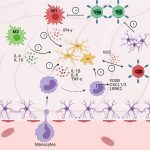 Immune booster for cats Elevate Your Felines Health