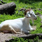 Pet grooming kit for a healthier happier pet