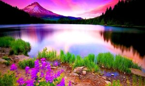 Natural Pet Products Elevate Your Pets Wellness Natural Pet Products Elevate Your Pets Wellness