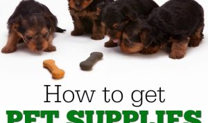 Affordable pet essentials for caring pet owners Affordable pet essentials for caring pet owners