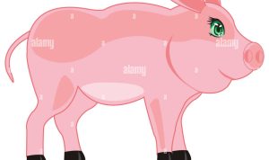 Wide Angle Lenses for Sale USA Discover the Best Deals Wide Angle Lenses for Sale USA Discover the Best Deals