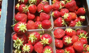 Organic Pet Care Discover the Benefits of Going Green Organic Pet Care Discover the Benefits of Going Green