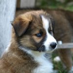 Puppy grooming set for a happy healthy pup