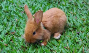 Pet House Indoor Perfect Sanctuary For Your Furry Friend Pet House Indoor Perfect Sanctuary For Your Furry Friend