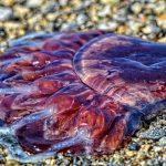 Mor Furniture In Lynnwood Washington Your Home Style Solution