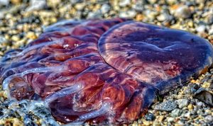 Mor Furniture In Lynnwood Washington Your Home Style Solution Mor Furniture In Lynnwood Washington Your Home Style Solution