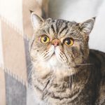 Cat Hairball Remedy for Happy Healthy Cats