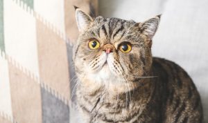 Cat Hairball Remedy for Happy Healthy Cats Cat Hairball Remedy for Happy Healthy Cats