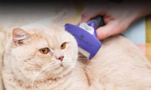 Furminator Undercoat Deshedding Tool Testing Professional Grooming Efficiency