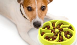 Outward Hound Fun Feeder Testing the Best Slow-Feeder Bowl for Fast Eaters