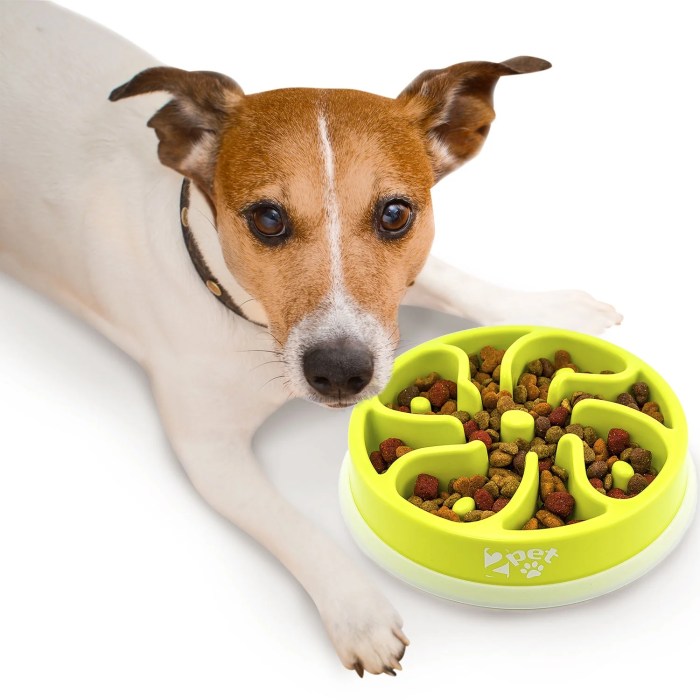 Outward Hound Fun Feeder Testing the Best Slow-Feeder Bowl for Fast Eaters