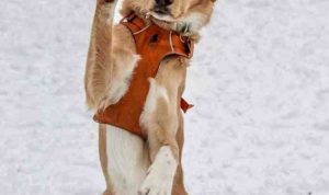 Embark Dog DNA Test Evaluating the Most Accurate Genetic Health Screening