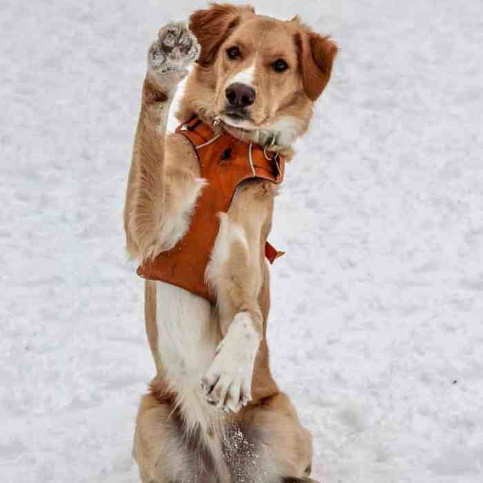 Embark Dog DNA Test Evaluating the Most Accurate Genetic Health Screening