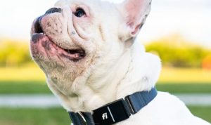 Fi Series 3 Smart Dog Collar Reviewing the Best GPS Tracker and Fitness Monitor