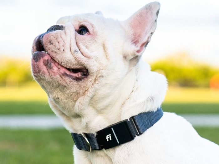 Fi Series 3 Smart Dog Collar Reviewing the Best GPS Tracker and Fitness Monitor