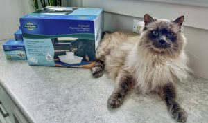 PetSafe Drinkwell Pagoda Evaluating Ceramic Design and Water Filtration Quality