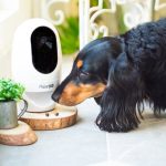 Pawbo Life Wi-Fi Pet Camera Testing the Laser Game and Treat Tossing Combo