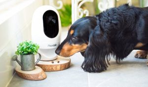 Pawbo Life Wi-Fi Pet Camera Testing the Laser Game and Treat Tossing Combo