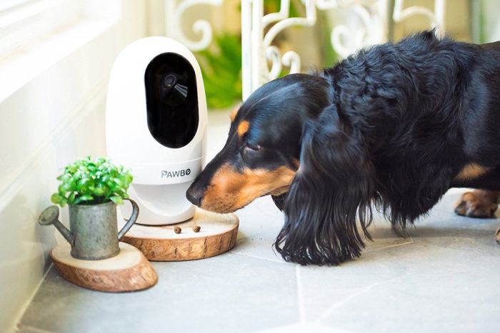Pawbo Life Wi-Fi Pet Camera Testing the Laser Game and Treat Tossing Combo