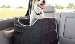 Snoozer Lookout Car Seat Testing the Best Elevated Travel Comfort for Dogs