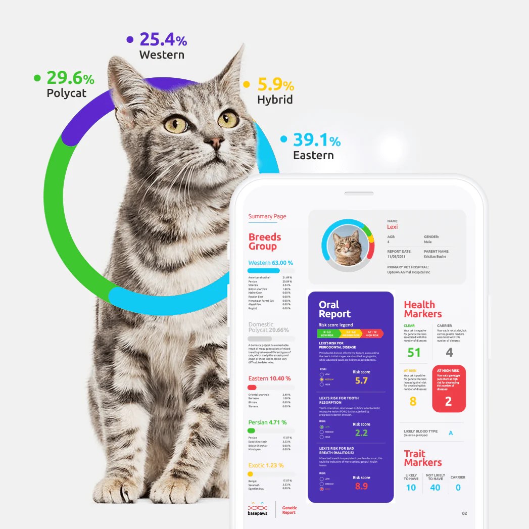 Basepaws Cat DNA Kit Reviewing the Most Comprehensive Health and Breed Analysis