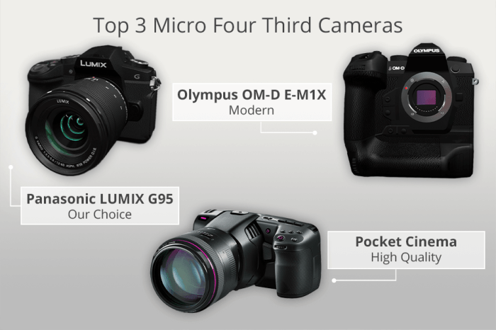 OM System OM-1 Mark II Testing the Best Micro Four Thirds Camera for Wildlife