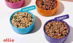 Ollie Fresh Dog Food Evaluating the Best Slow-Cooked Natural Diet Performance