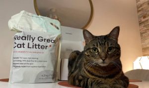 Tuft + Paw Stella Bed Reviewing the Best Aesthetic Modern Cat Seating