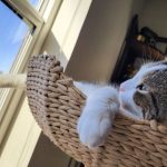Mau Pets Cento Cat Tree Reviewing Luxury Design and Sustainable Wood Craftsmanship
