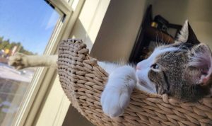 Mau Pets Cento Cat Tree Reviewing Luxury Design and Sustainable Wood Craftsmanship