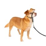 PetSafe Gentle Leader Headcollar Testing the Best No-Pull Training Solution