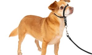 PetSafe Gentle Leader Headcollar Testing the Best No-Pull Training Solution